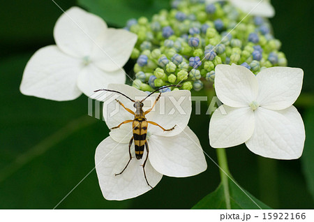 アジサイの花のヨツスジハナカミキリ 15922166