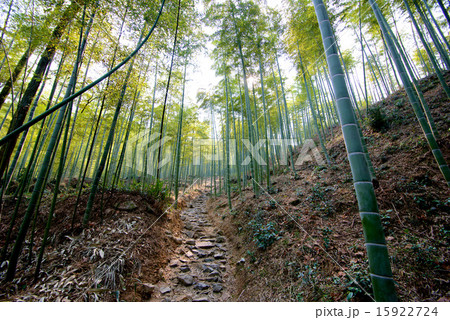 Path in bamboo forest Path in bamboo forest 15922724