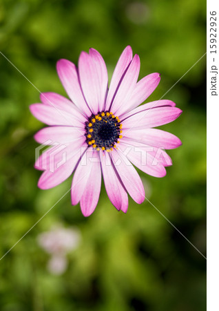 Beautiful Pink Flower in the nature Beautiful Pink Flower in the nature 15922926