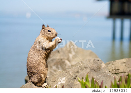 Squirrel 15923052