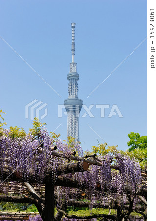 スカイツリーと藤 15923061