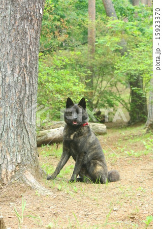 格好いい 15923370