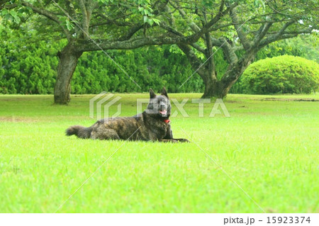 リラックス 15923374