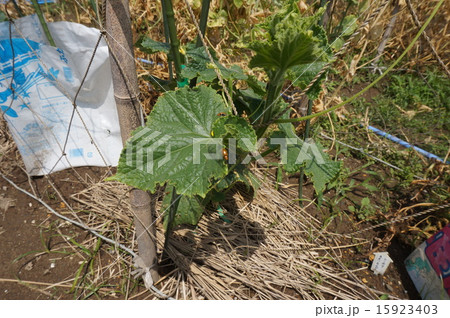 ウリハムシ 15923403