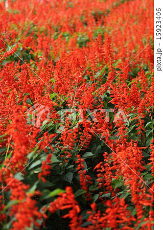 サルビア サルビア 15923406