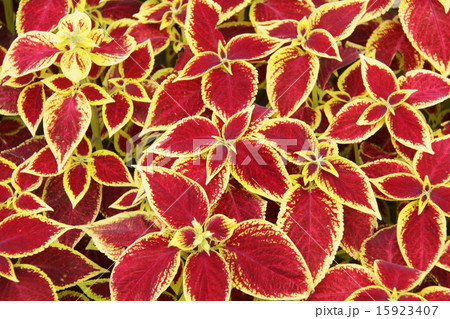 観葉植物（コリウス） 15923407