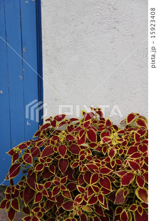 観葉植物（コリウス）2 15923408