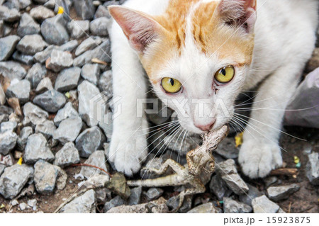 close up eye of catch predator 15923875