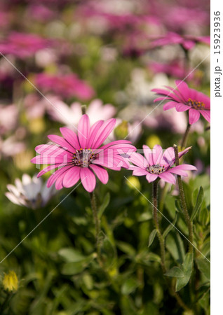 Beautiful pink flower 15923936