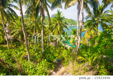 Coconut palm tree in island Coconut palm tree in island 15923946
