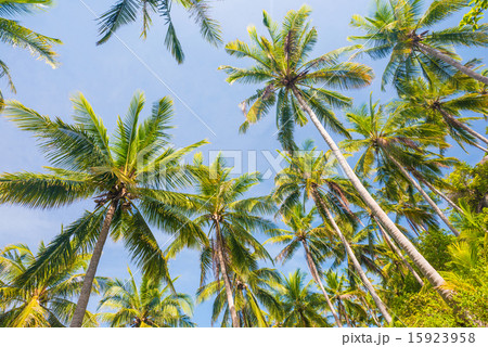 Coconut palm trees perspective view, Landscape Coconut palm trees perspective view, Landscape 15923958