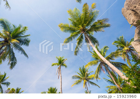 Coconut palm trees perspective view, Landscape Coconut palm trees perspective view, Landscape 15923960