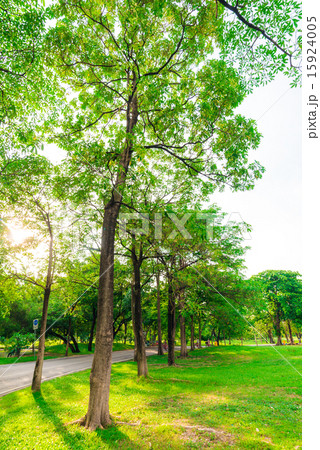 Green lawn in city park and pathway 15924005