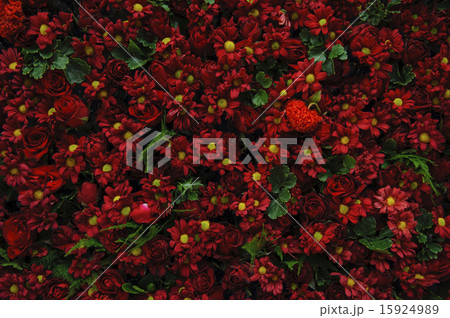 Carpet of flower background Carpet of flower background 15924989