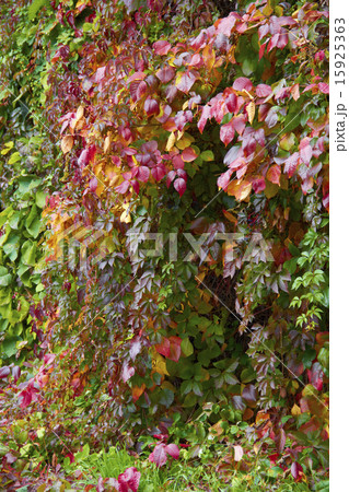 wild grapes wild grapes 15925363