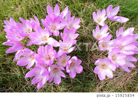 イヌサフラン咲く　コルチカム　秋の花　ピンクの花 15925834