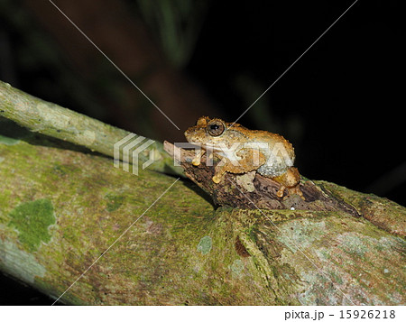 面天樹蛙 面天樹蛙 15926218