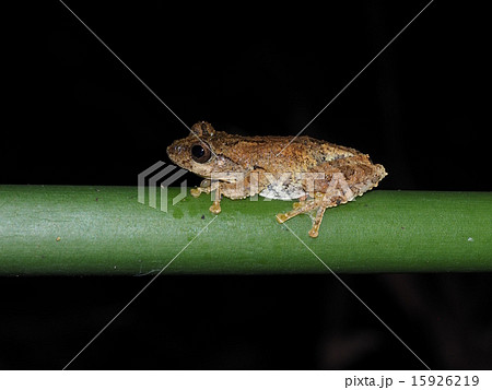 面天樹蛙 面天樹蛙 15926219