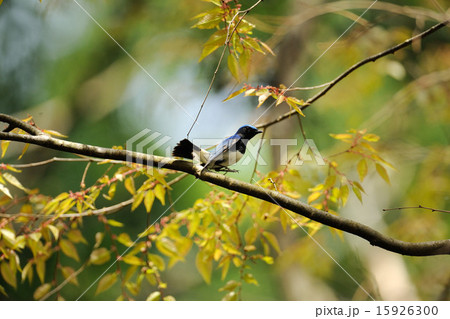 オオルリ 15926300