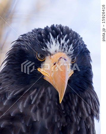 オオワシ(正面顔アップ) オオワシ(正面顔アップ) 15926416
