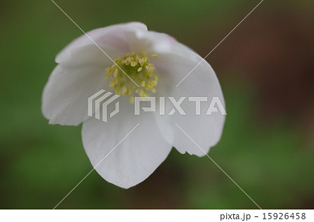 イチリンソウの花 15926458