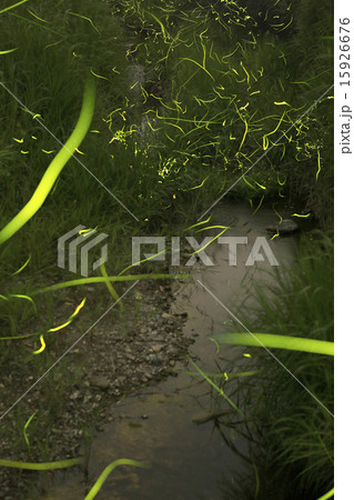 ホタル飛翔 15926676