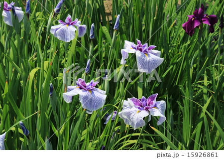 堀切菖蒲園のカラフルな花菖蒲 15926861