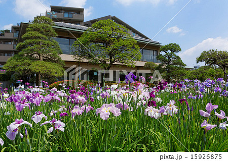 堀切菖蒲園のカラフルな花菖蒲と青空 堀切菖蒲園のカラフルな花菖蒲と青空 15926875