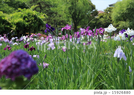 堀切菖蒲園のカラフルな花菖蒲 堀切菖蒲園のカラフルな花菖蒲 15926880