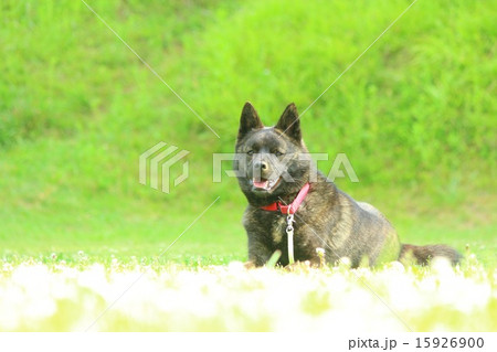 リラックス リラックス 15926900