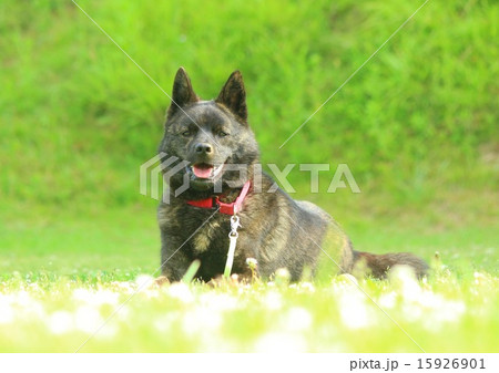 リラックス 15926901