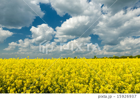 Yellow rapeseed field and blue sky 15926937