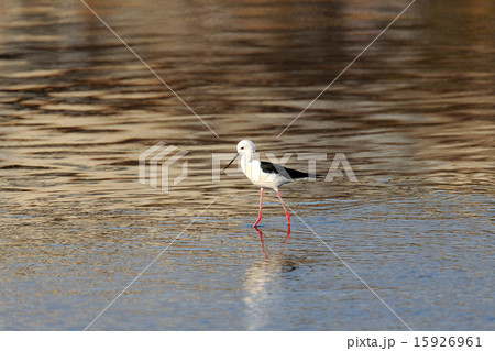 セイタカシギ 15926961