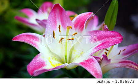 Blossoming Pink Lily Flower on nature background 15926973
