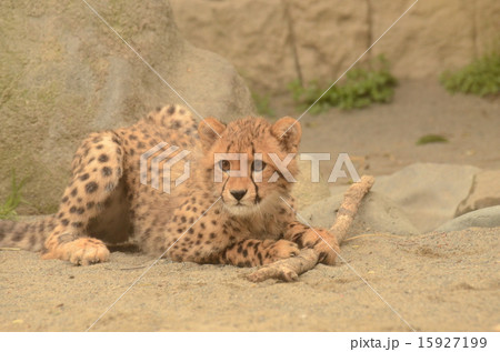 チーター133 15927199