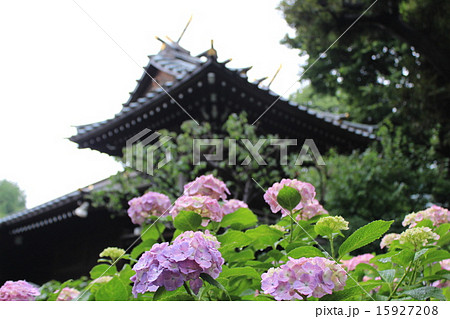 雨に濡れる白山神社とあじさい 雨に濡れる白山神社とあじさい 15927208