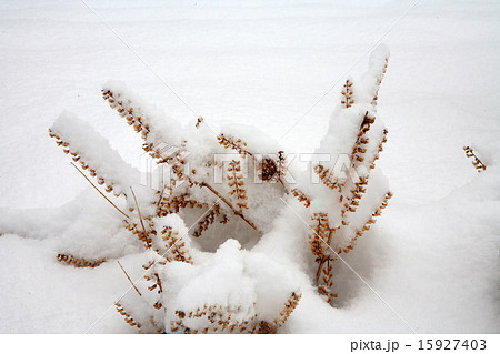雪の積もったシソの実 15927403