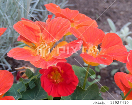 赤いナスタチウム 15927410