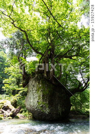 ネコバリ岩 15927428