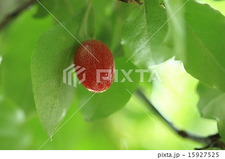 自然 植物 ナツグミ、三月下旬に咲いていた花が五月下旬にはこうなりました① 自然 植物 ナツグミ、三月下旬に咲いていた花が五月下旬にはこうなりました① 15927525