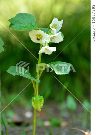 ホオズキの青い実 ホオズキの青い実 15927595