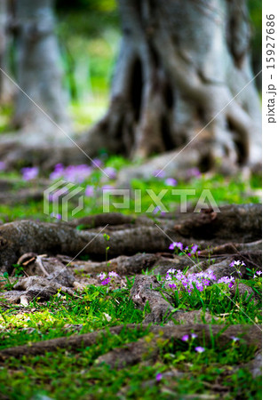 ムラサキカタバミ 15927686