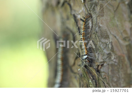 生き物 昆虫 マツカレハ 幼虫は松の大害虫です 毒針毛があるので退治する時は気を付けて の写真素材