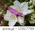 さつき 15927799