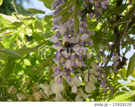 藤の花と虫の写真素材