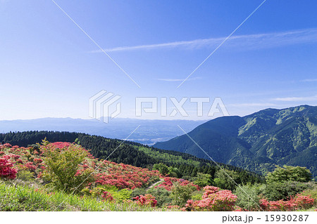 葛城山　ツツジ 15930287