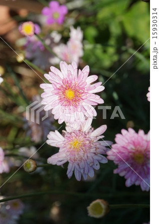 花　ピンク 15930314