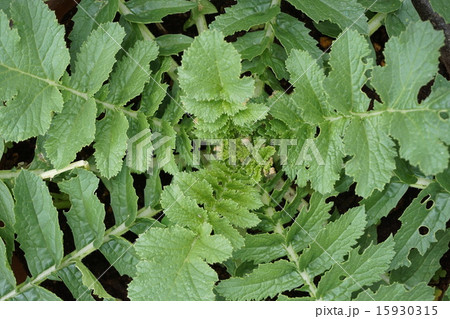 大根　葉 15930315
