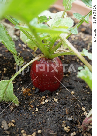 ハツカダイコン　赤 15930316