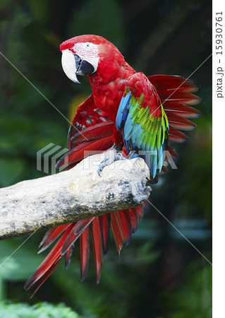 Greenwinged Macaw Greenwinged Macaw 15930761